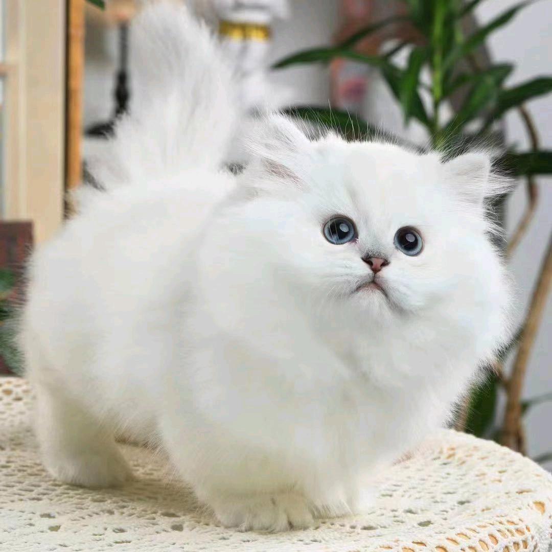 九哥。