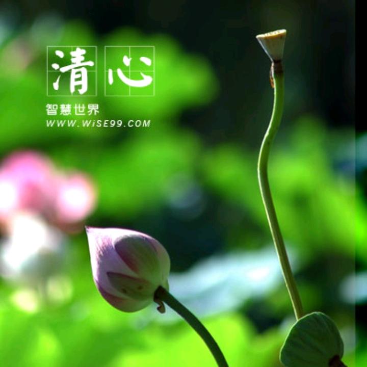 岁月静好(中正)
