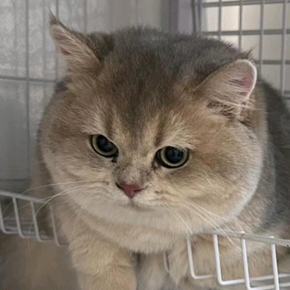格温的猫