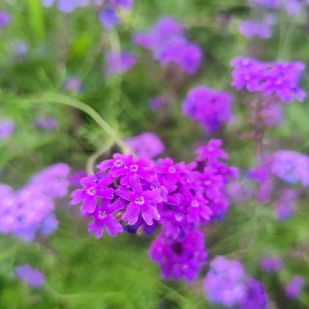 崔灿人生守王幸福