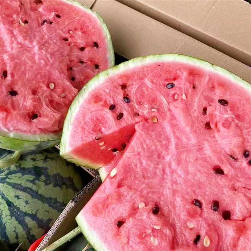 大棚西瓜      小曾