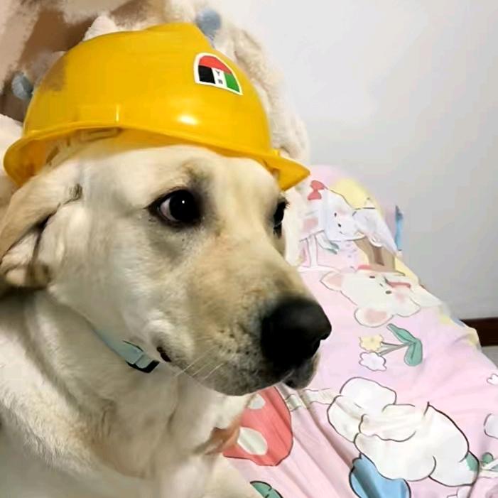 可乐是个戏精狗