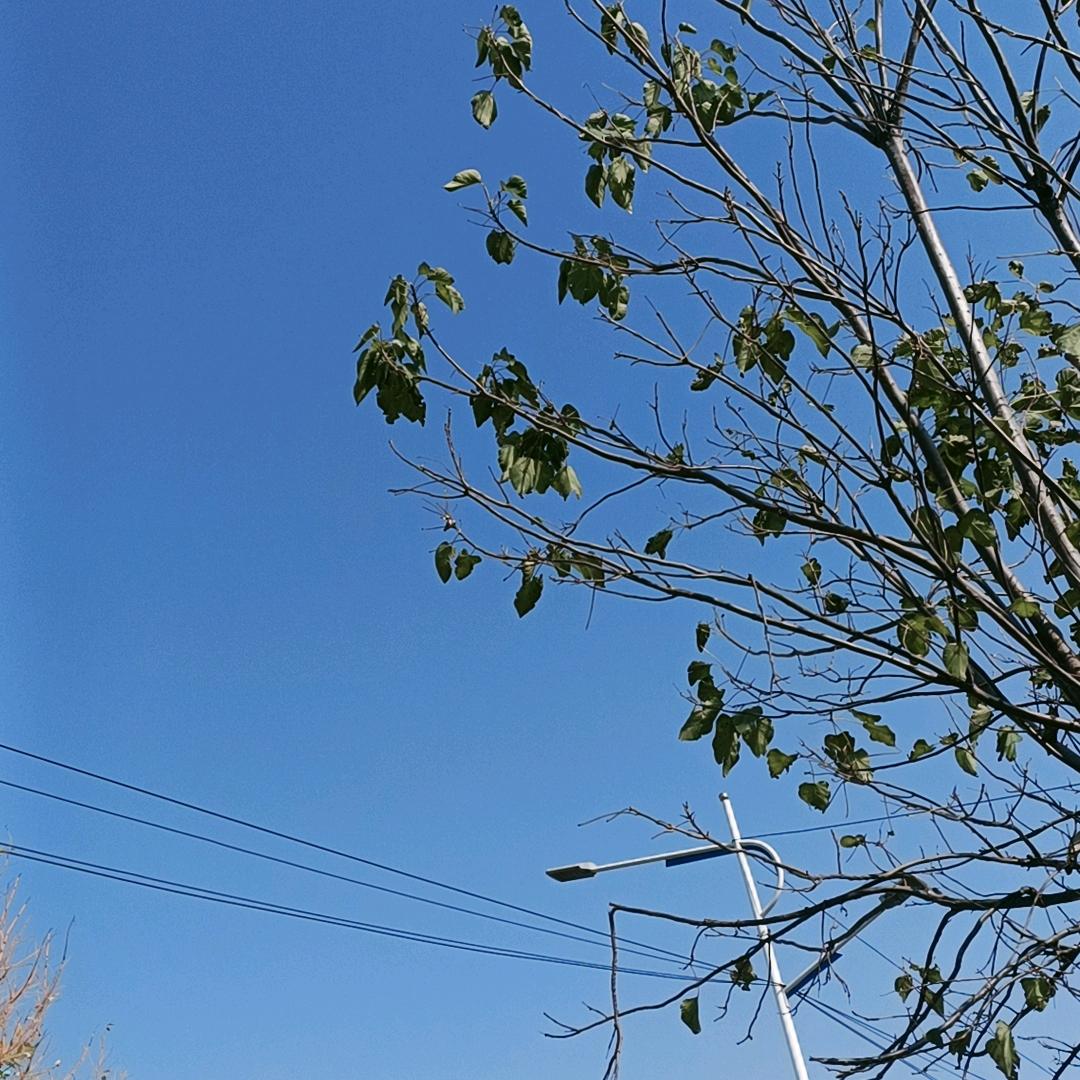 胖胖