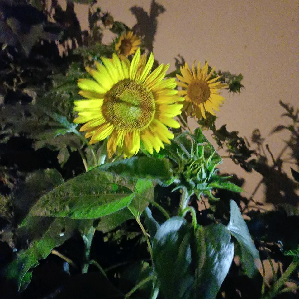 雪儿妈妈日常生活😀