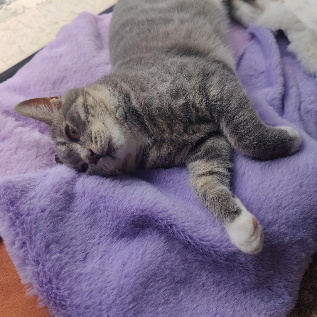 我有三只吞金兽