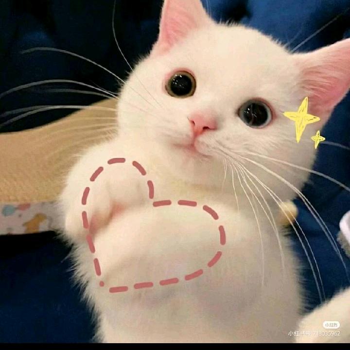 猫猫1407