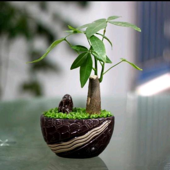 金穗