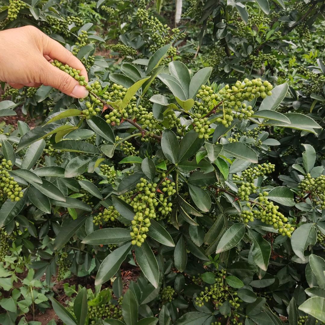 新场五金农资烟花店