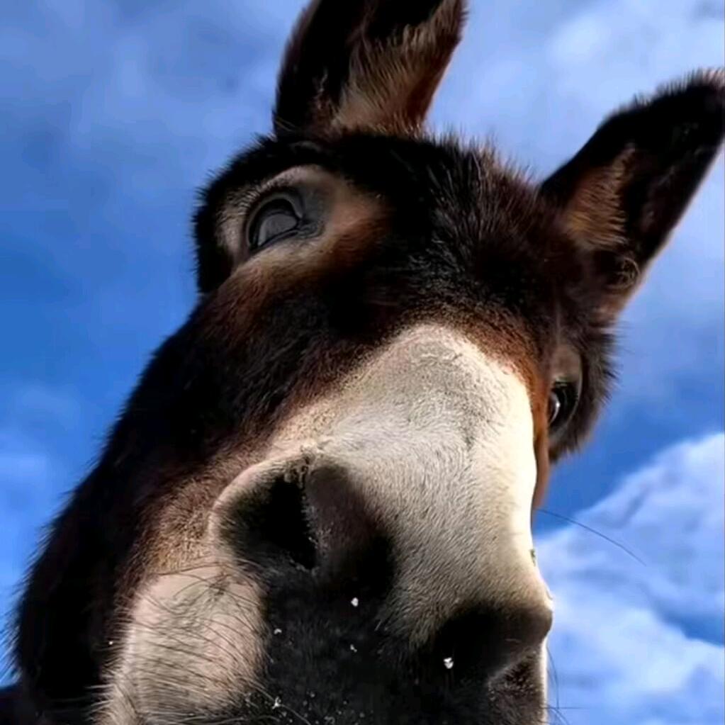 泡泡鱼助眠