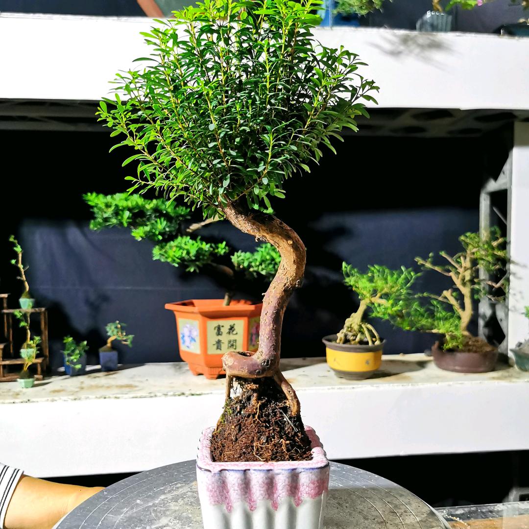 盆景小屋