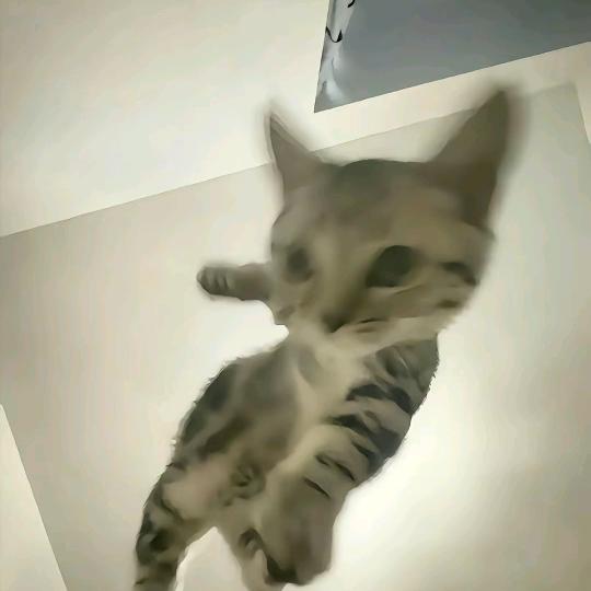 柚子yo