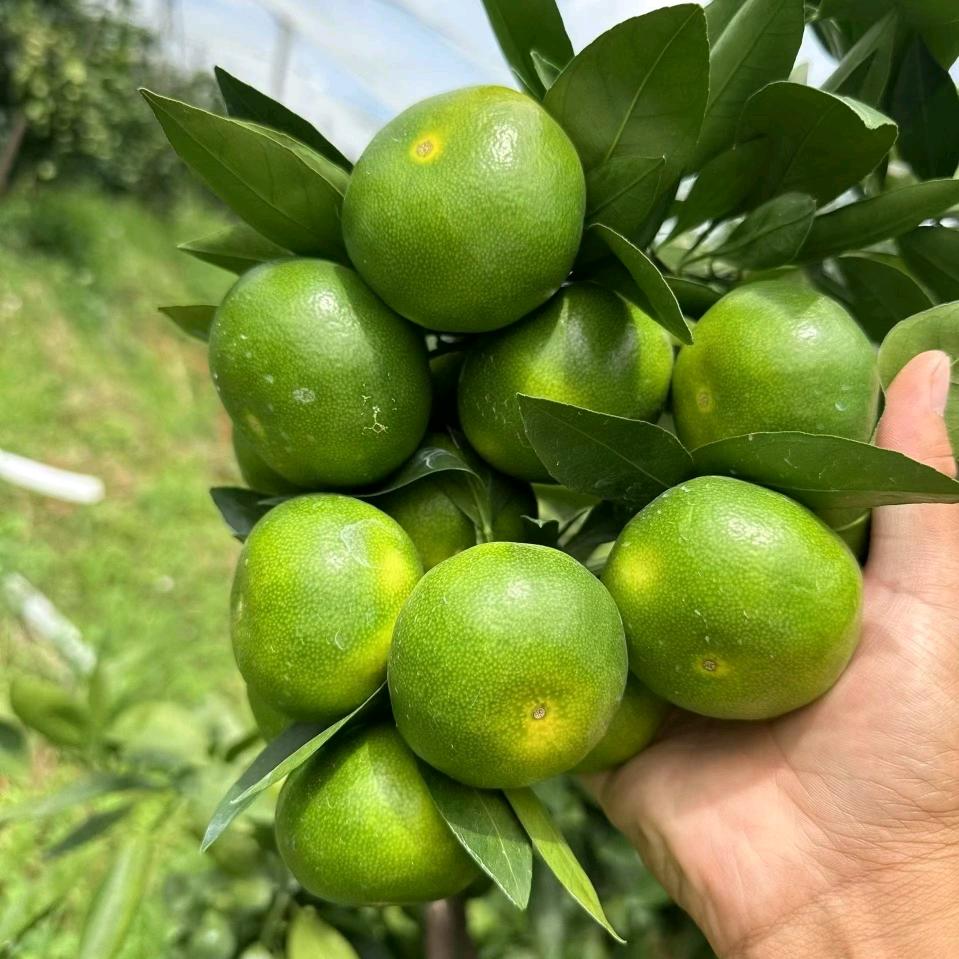 寻乌小李