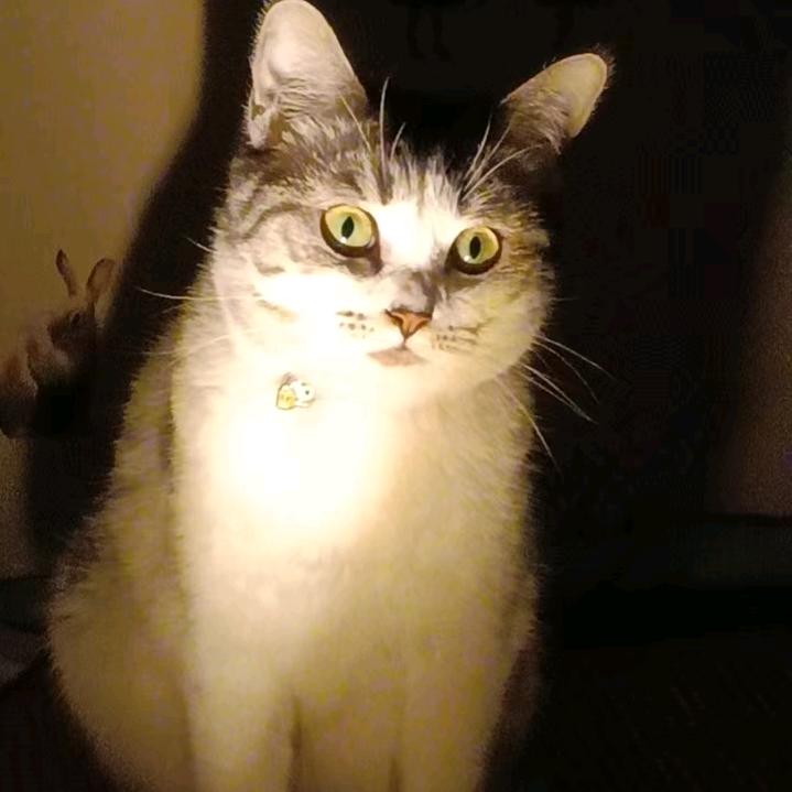 呆的。。