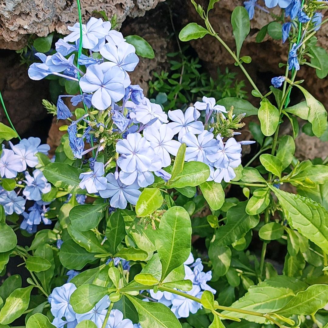 湖北广电网络人民路营业厅丹丹