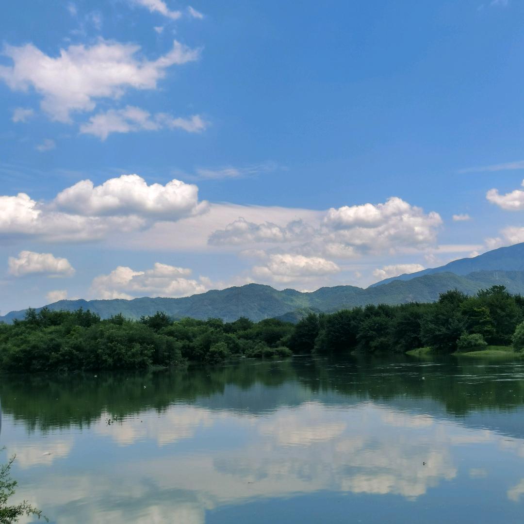 L柳画樱