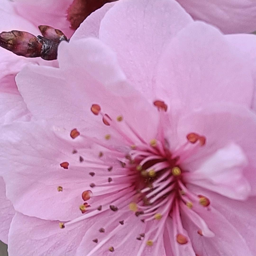 朵朵