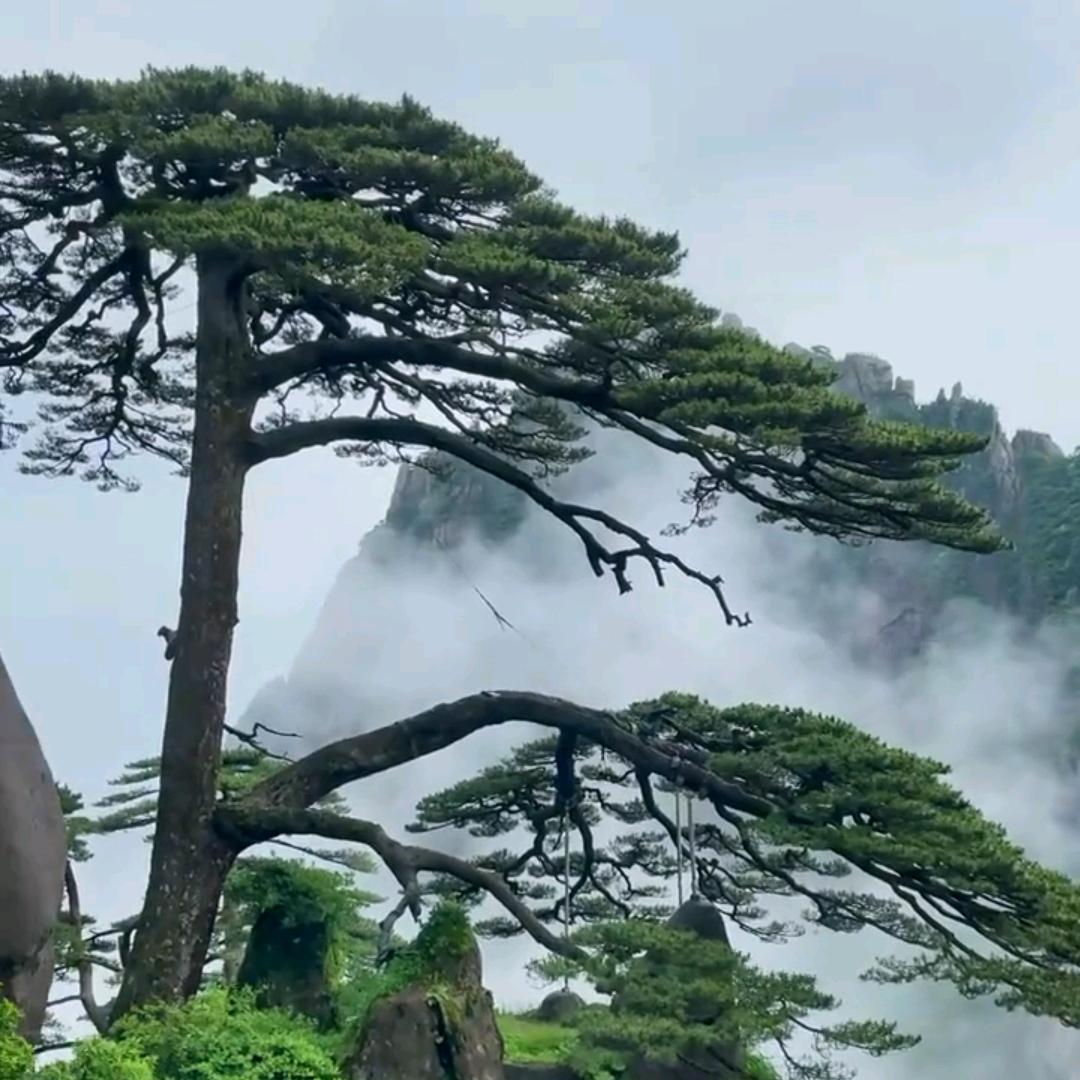 踏雪寻梅