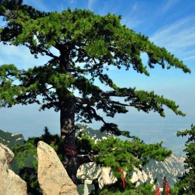 华山松