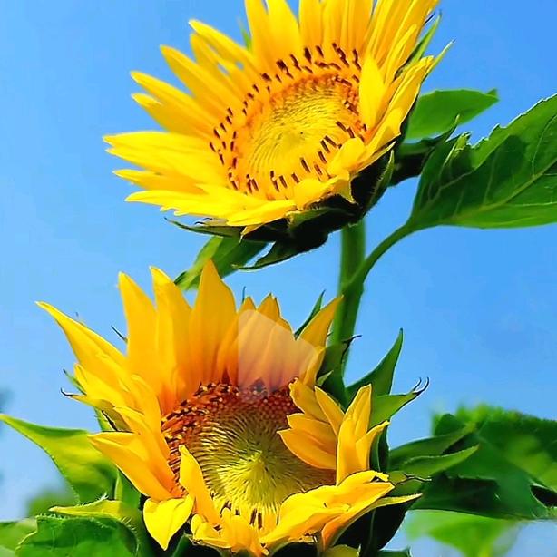 向日葵🌻🌻