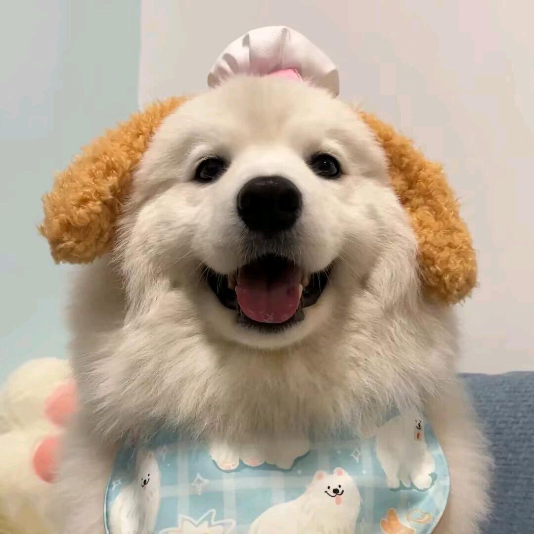 小韜只愛睡覺