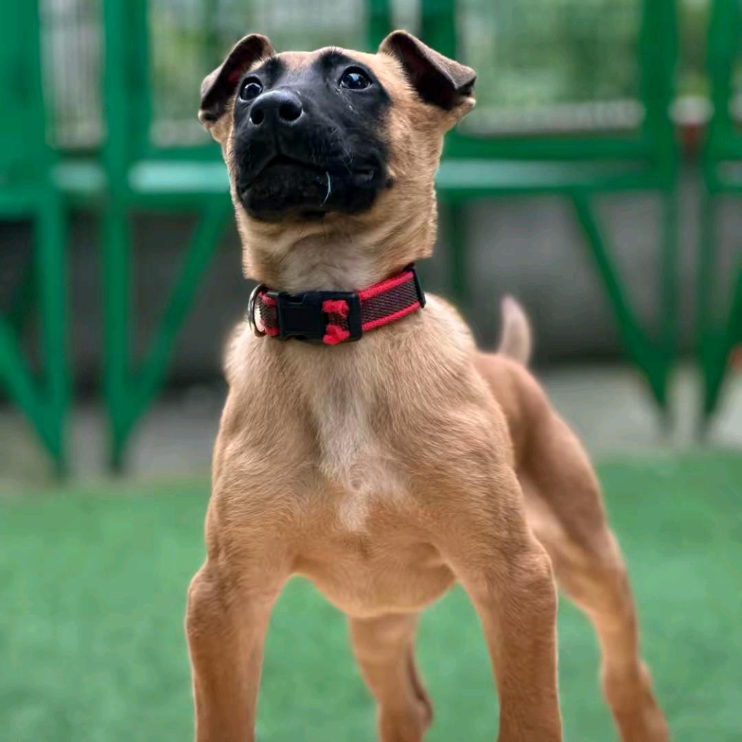 予陈马犬《回关选宠》