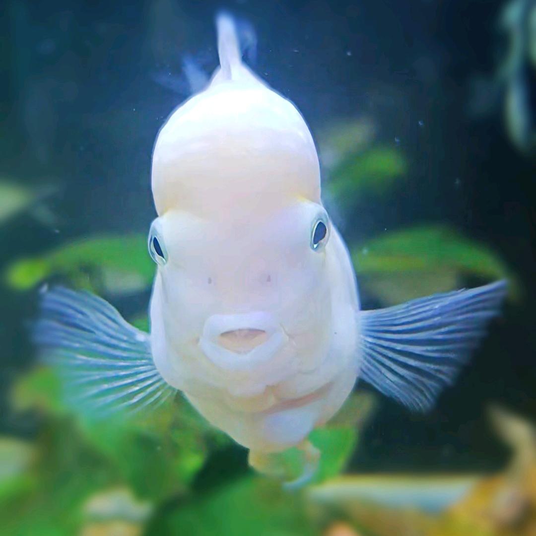 子非鱼