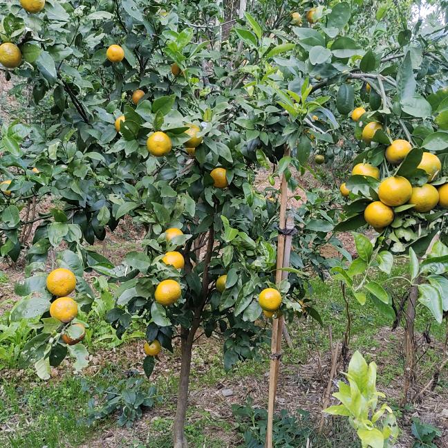 锦辉特产优选-乡村守护人（招异性伙伴）