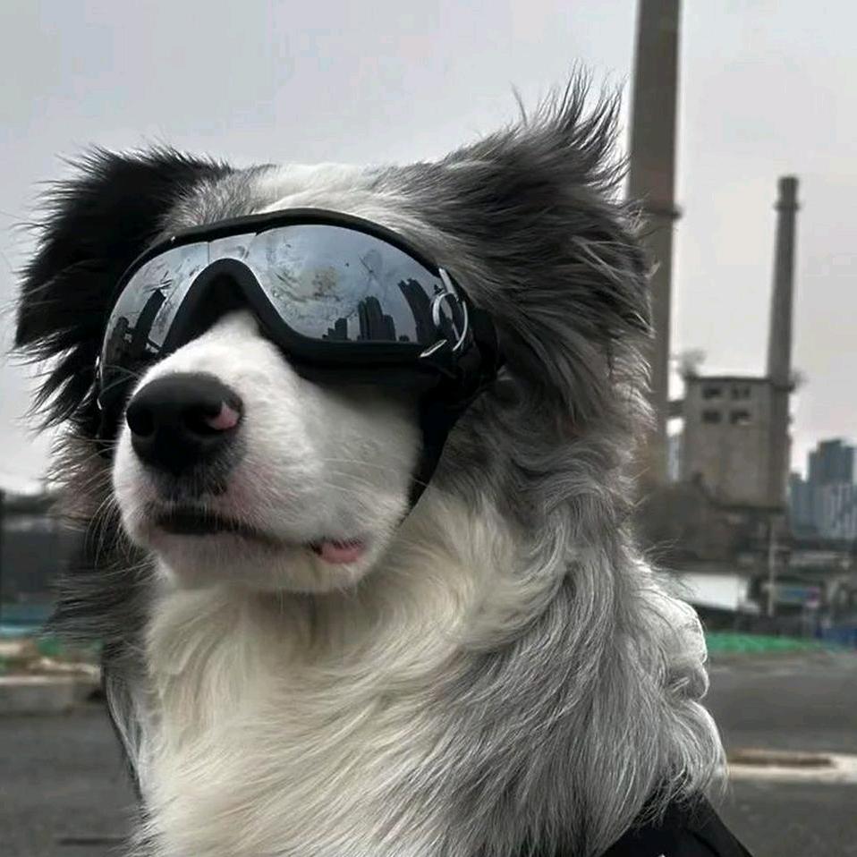 帅狗🐕