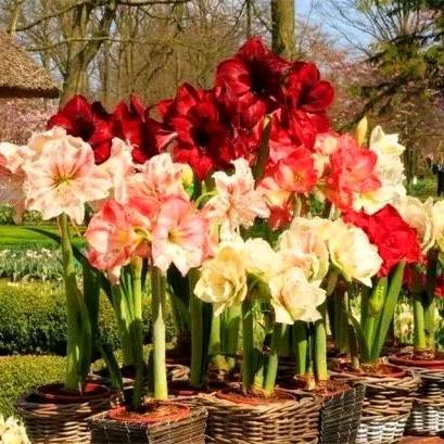 佘生的路自己走🐍🌻