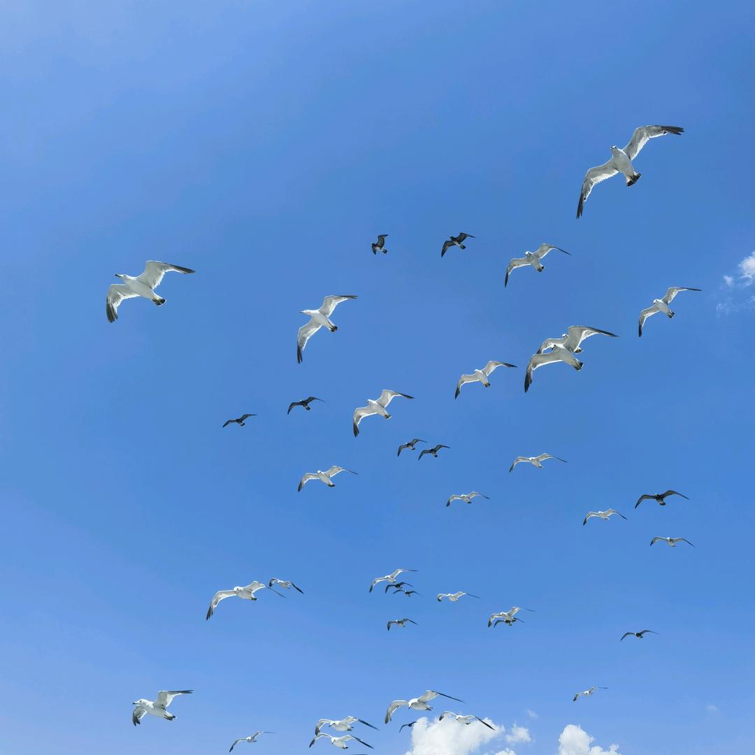 强子561
