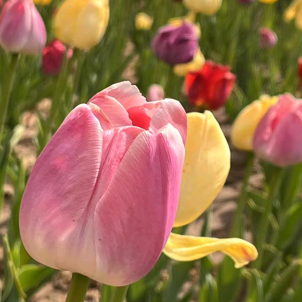 莪的十一（He）小九