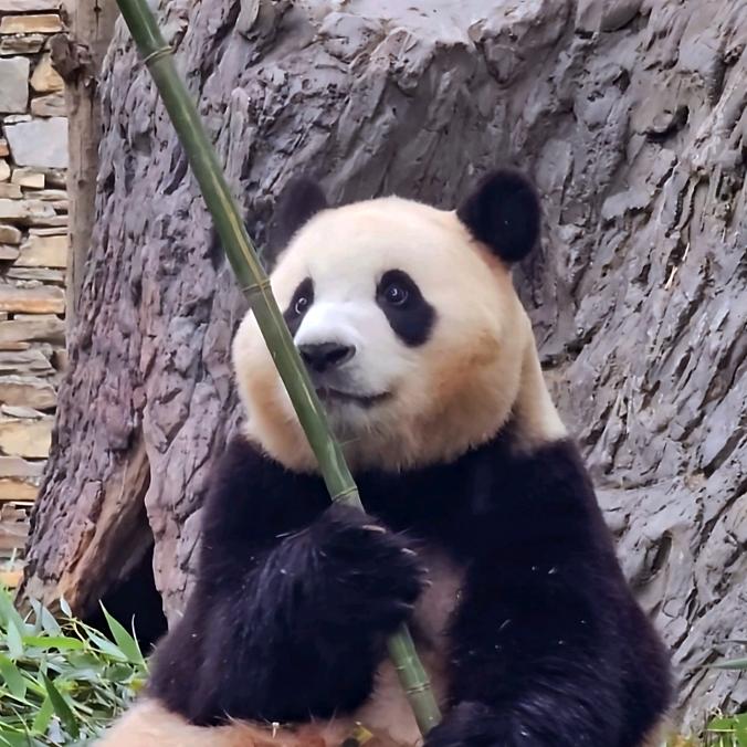神树坪拖鞋姐姐