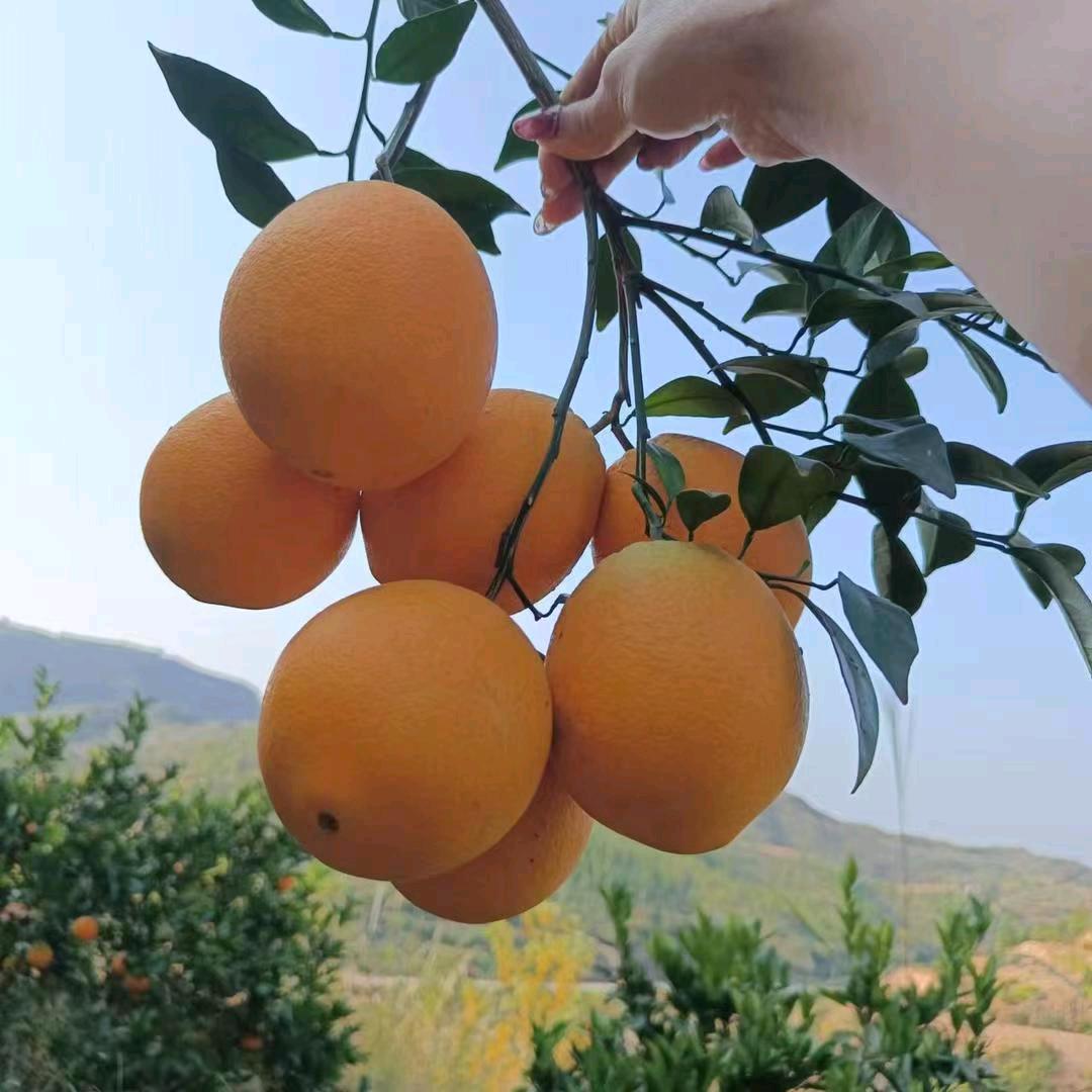 橙子姐姐的日常