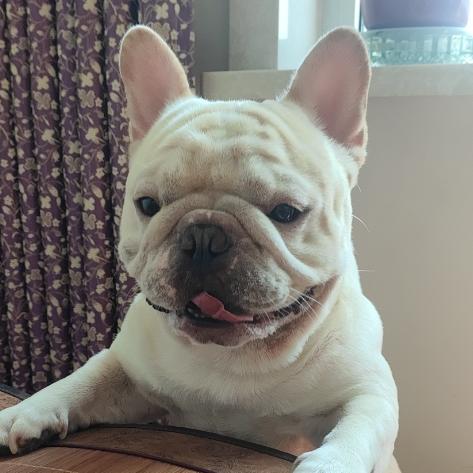 福墩（彪体法斗，白毛猪科）