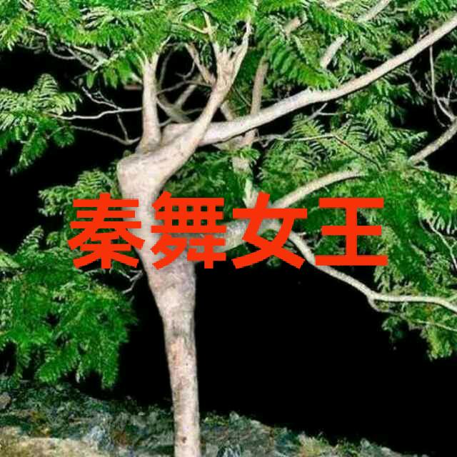 秦舞女王