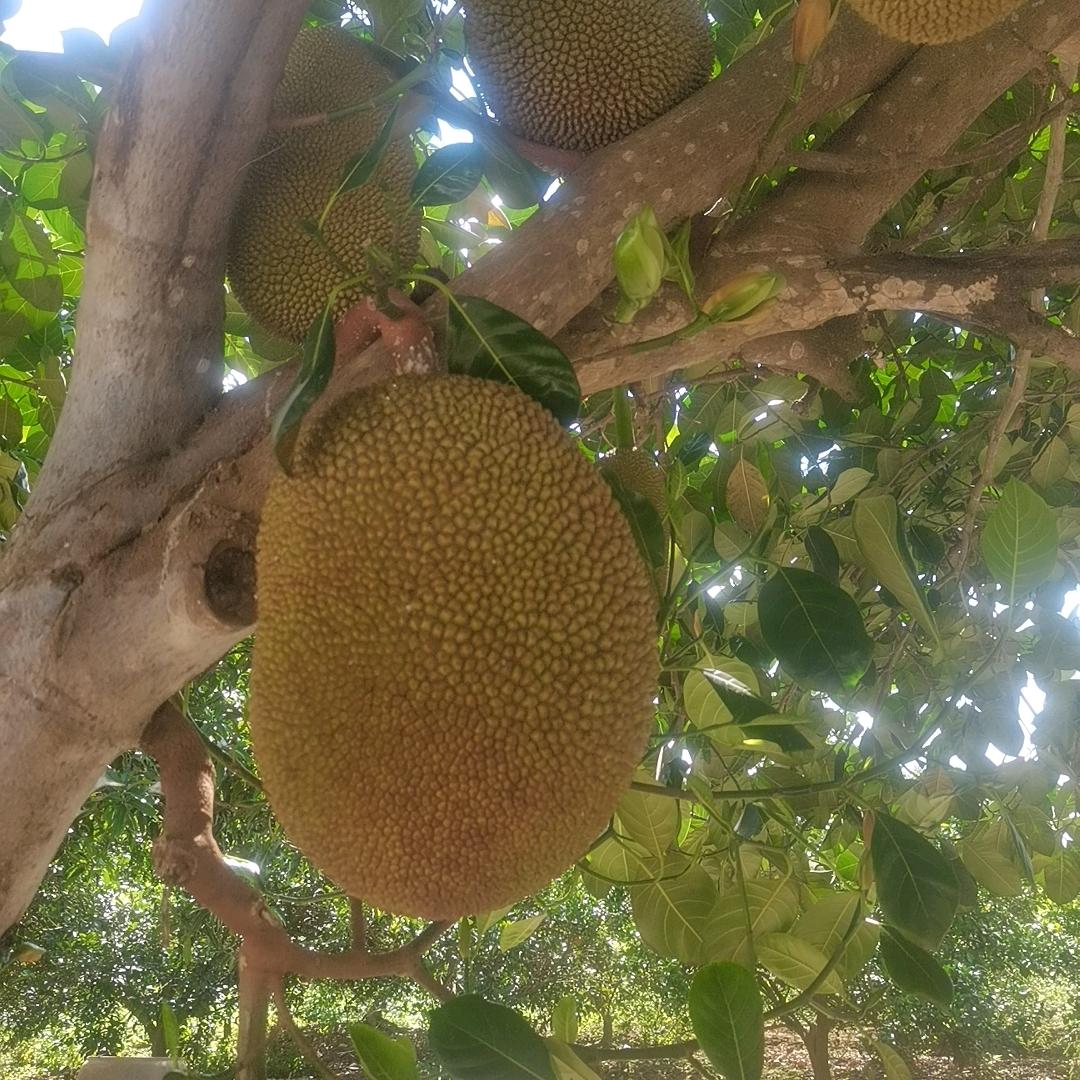 嗮德，乌漆麻黑