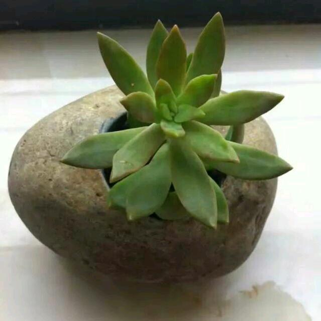 神蜂科技蜜方姐姐