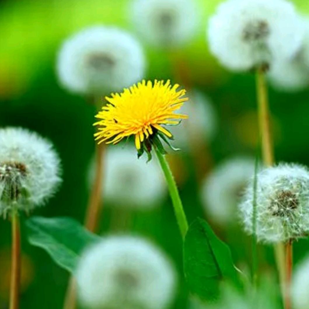 蒲公英的微笑
