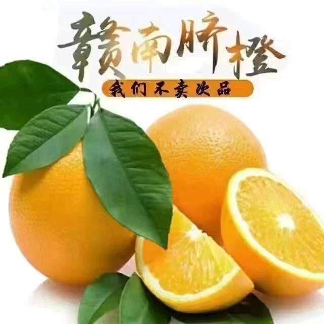 寻乌橙乡小甜主