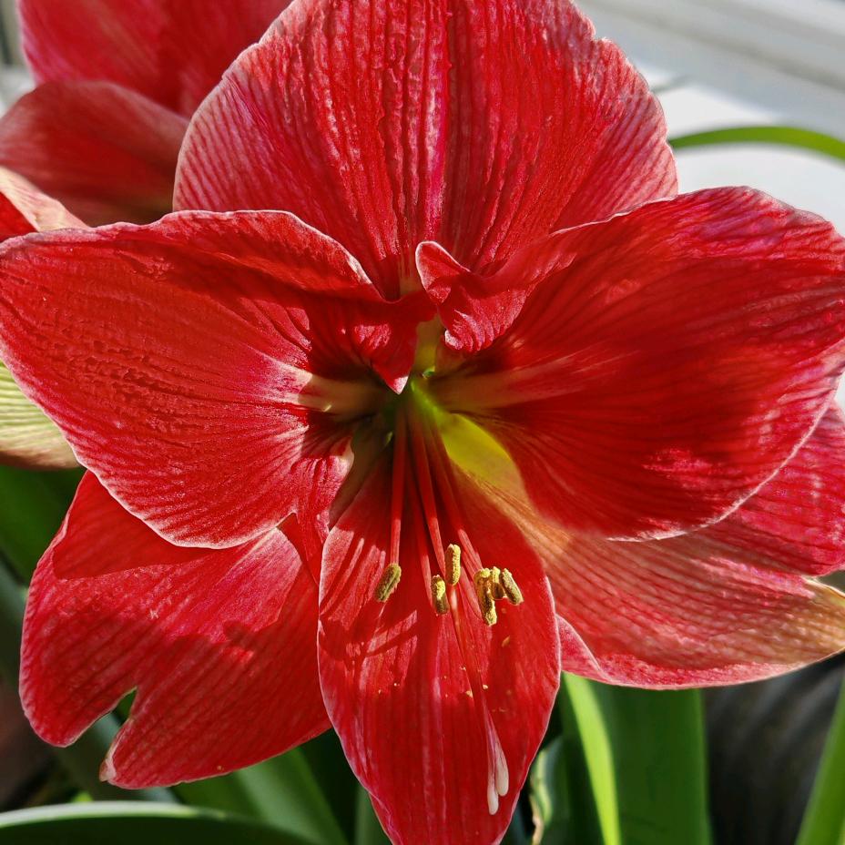 羽芯阳光（大爱火山）