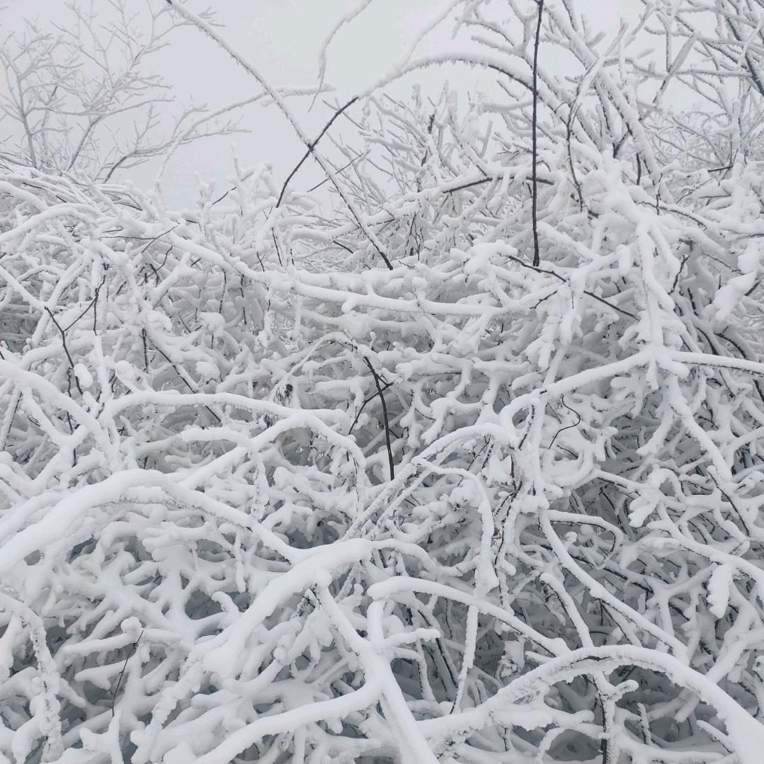 律