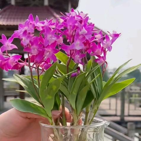 财气满满的小翠花头像