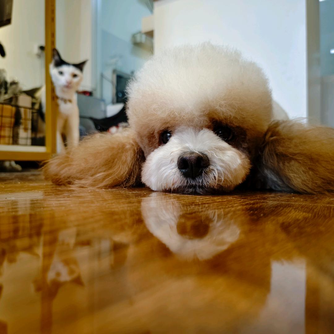 滕州猫狗当家宠物生活馆