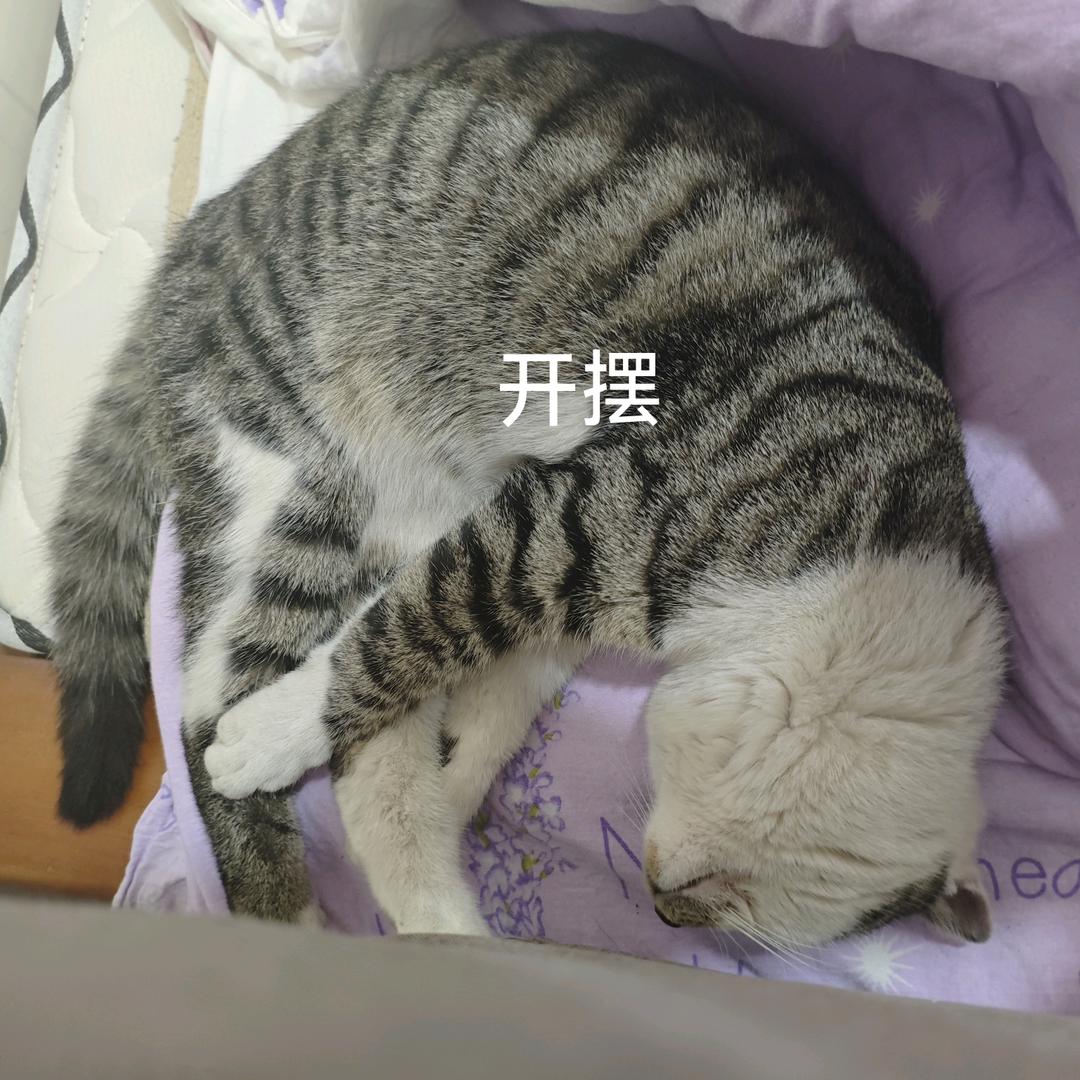 墨尧爱摸鱼