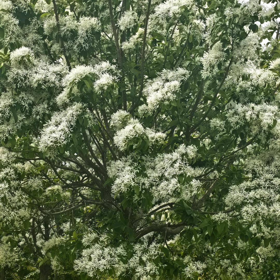 夏一诺