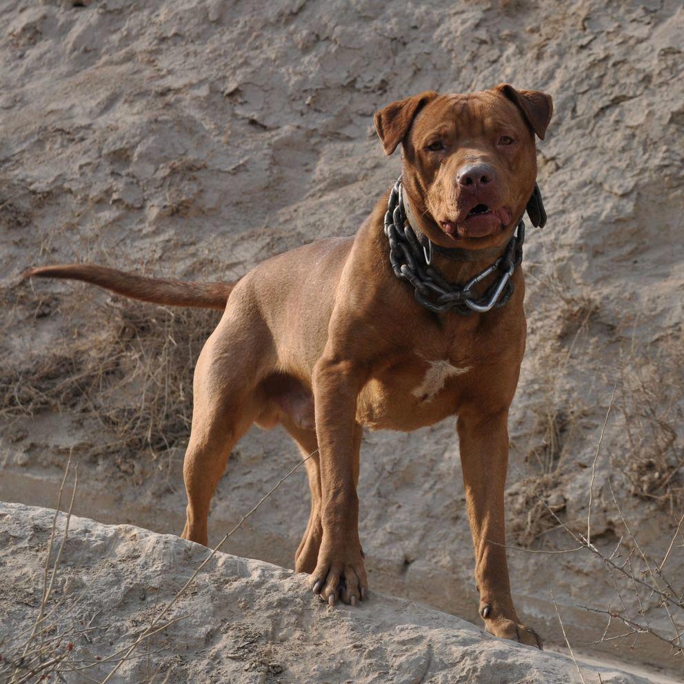 猎犬爱好者【老五】
