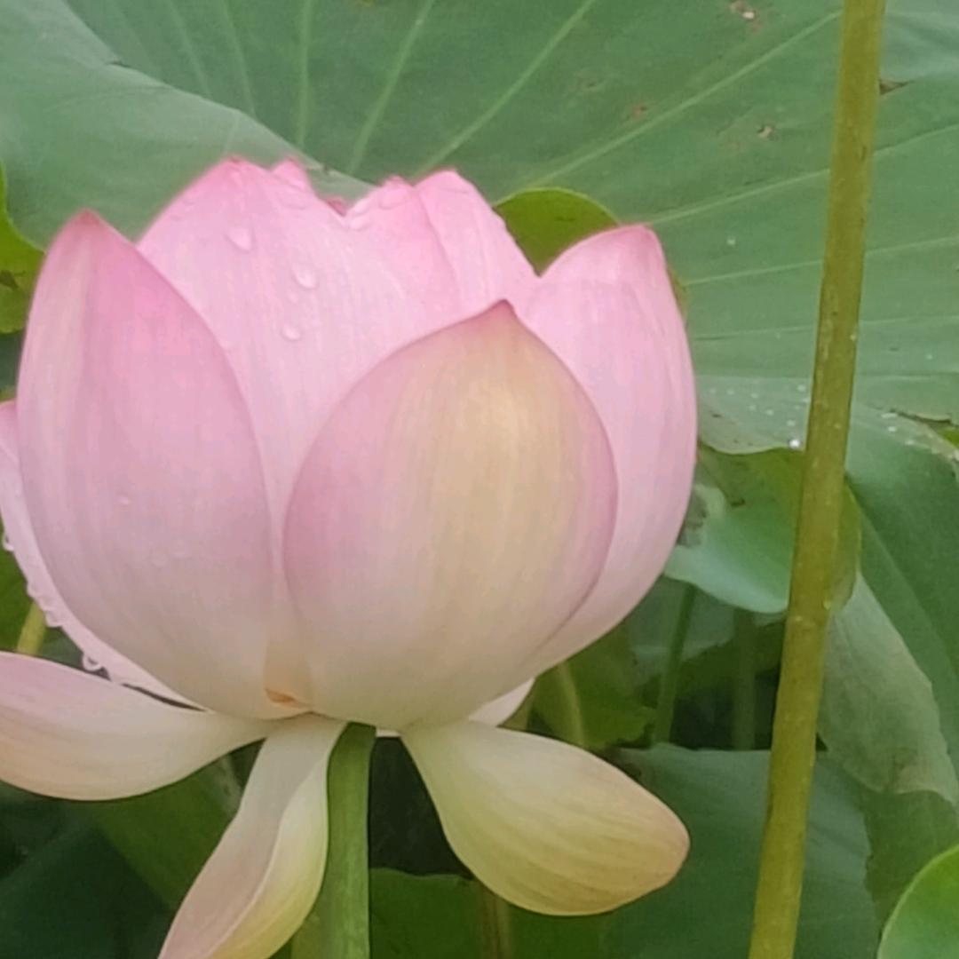 金色绒花