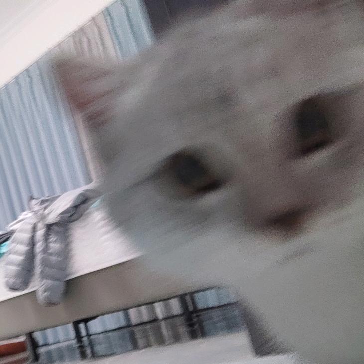🐱🐱🐱