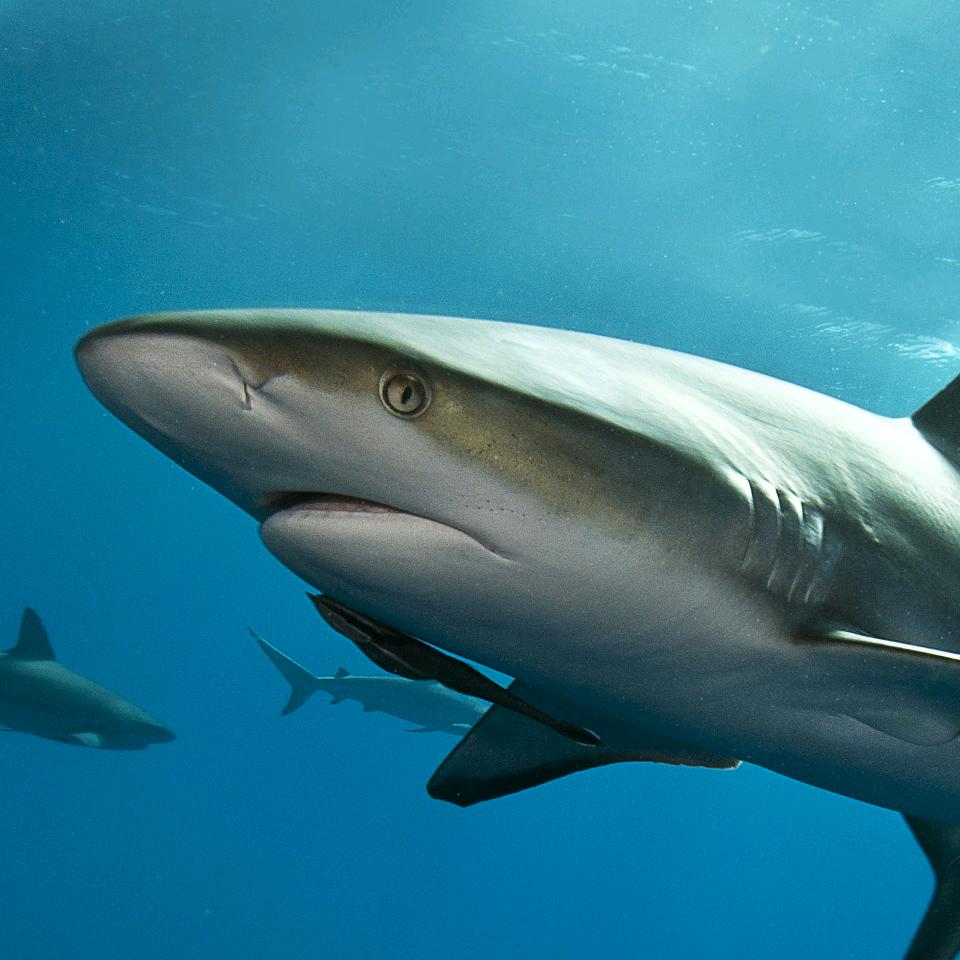 鹏嘉全屋整装定制