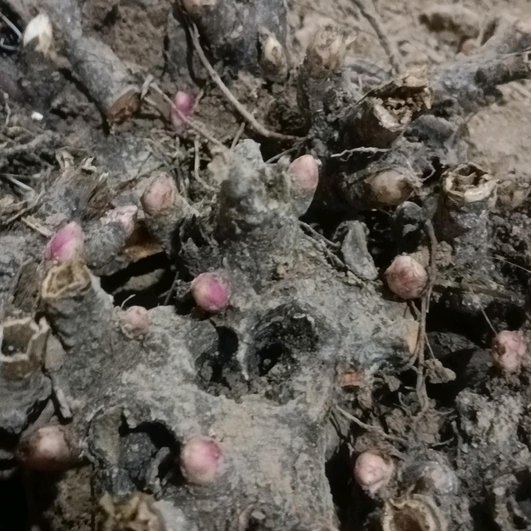 明天会更好